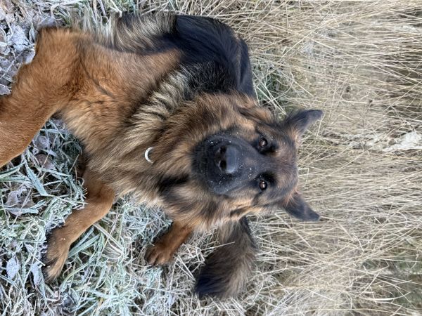 EREN - Imagen del animal perdido