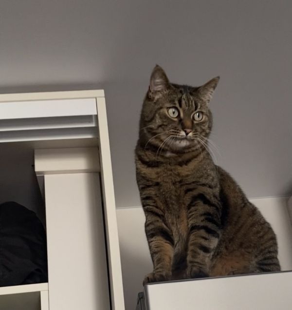 MOTYA - Photo de l&rsquo;animal perdu