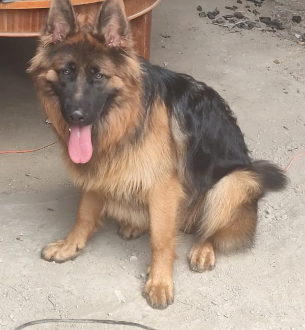 HECTOR - Imagen del animal perdido