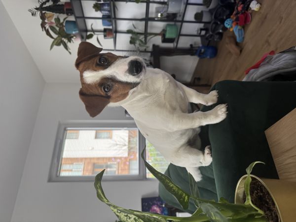 OKRUCH - Missing pet photo