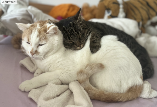 JEFF - Missing pet photo