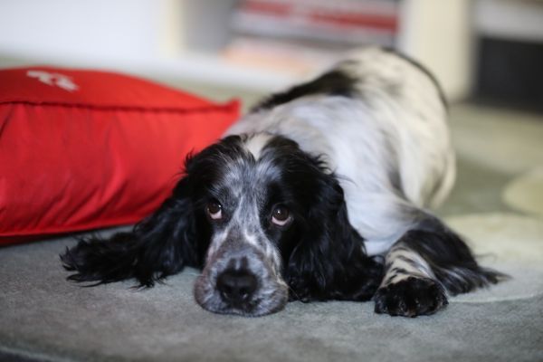 VILDA - Missing pet photo