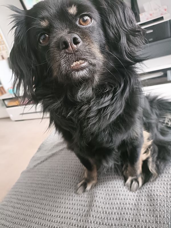 LUCKY - Missing pet photo