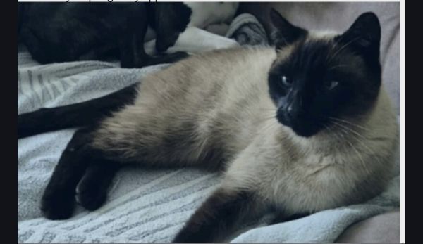 RICKY - Missing pet photo
