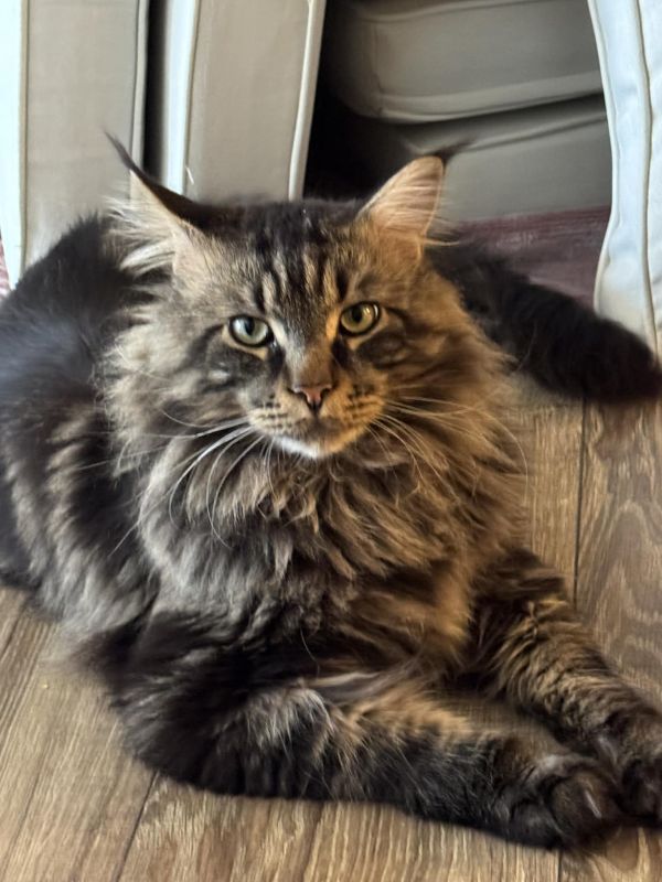 TYMEK - Missing pet photo