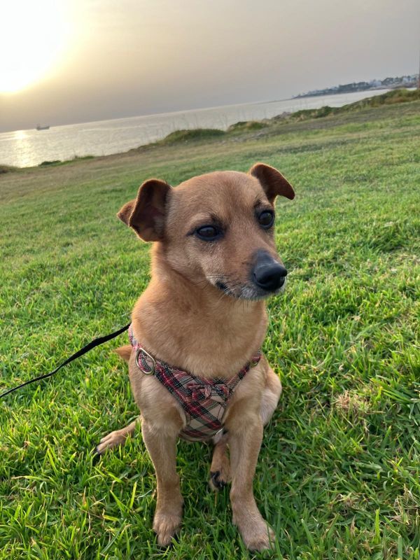 IZU - Missing pet photo