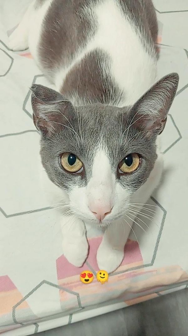 ALAN - Imagen del animal perdido