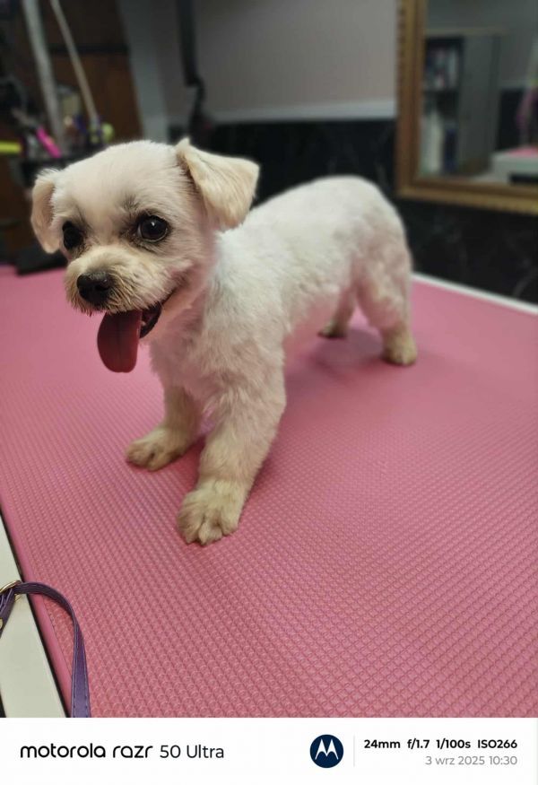MIKI - Missing pet photo