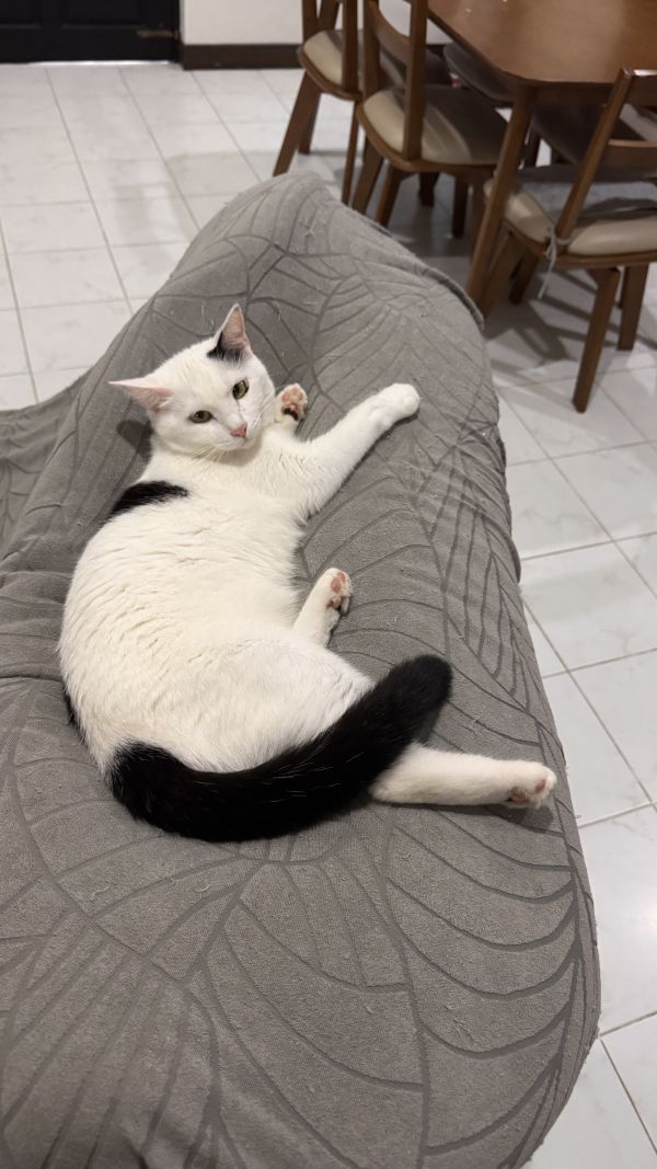 LUNA - Imagen del animal perdido