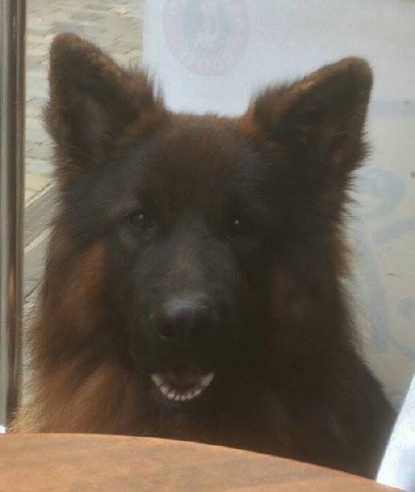 PASCOE - Missing pet photo