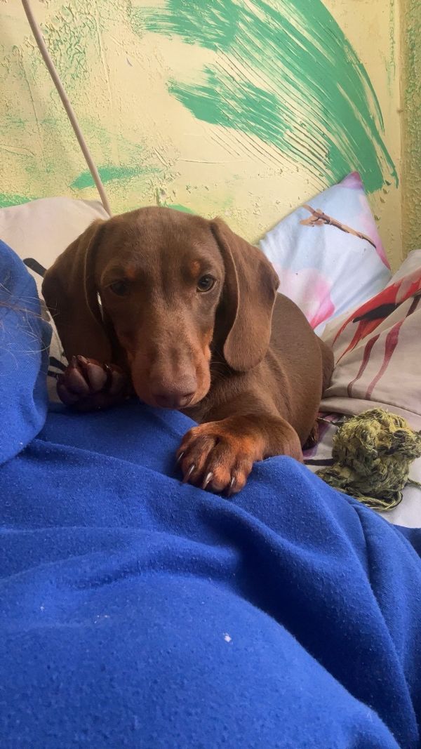 DIEGO - Imagen del animal perdido