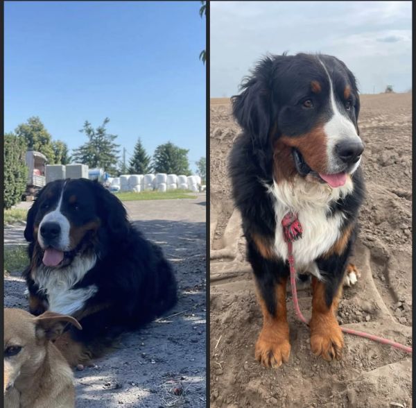 ENZO - Foto des vermissten Tieres