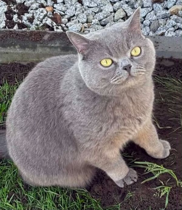 MOCHI - Zdjęcie zaginionego zwierzęcia