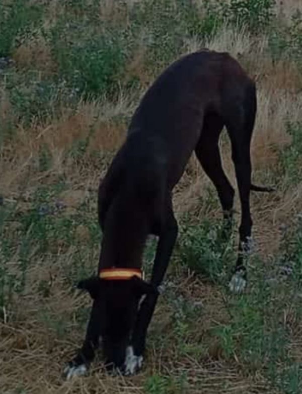 KETAMA - Imagen del animal perdido