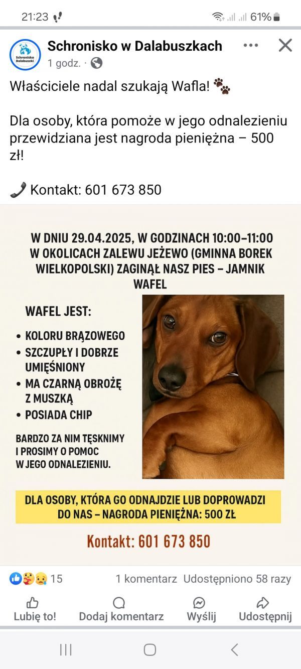 WAFEL - Missing pet photo