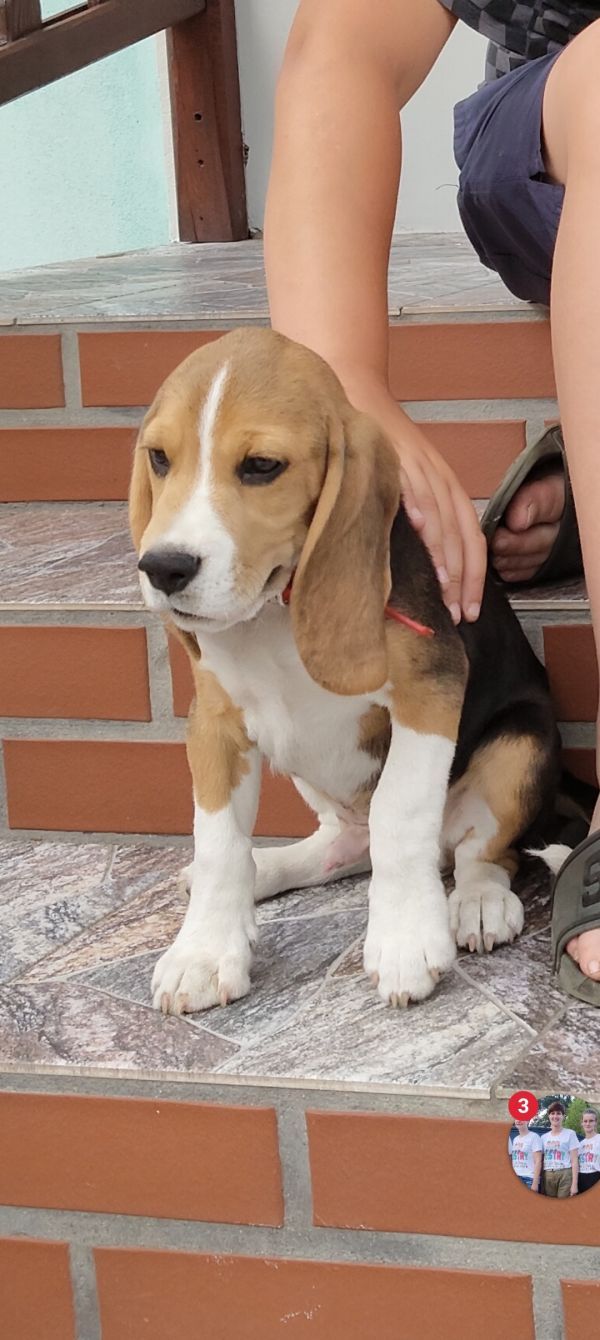 ELIOT - Missing pet photo