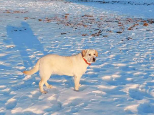 TABA - Missing pet photo