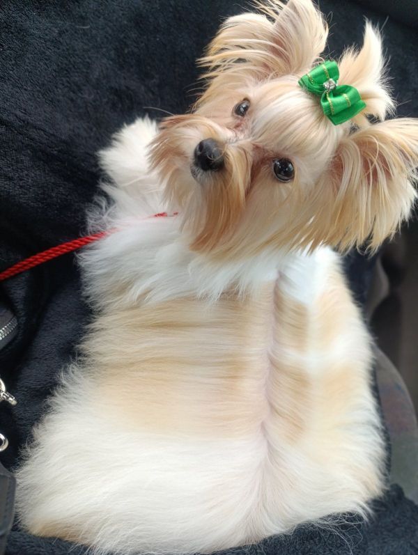 MOONLIGHT SWEET HOME BIEWER UCI