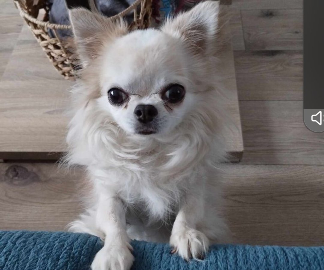 LAKI - Pet logo – WORLDPETNET #17