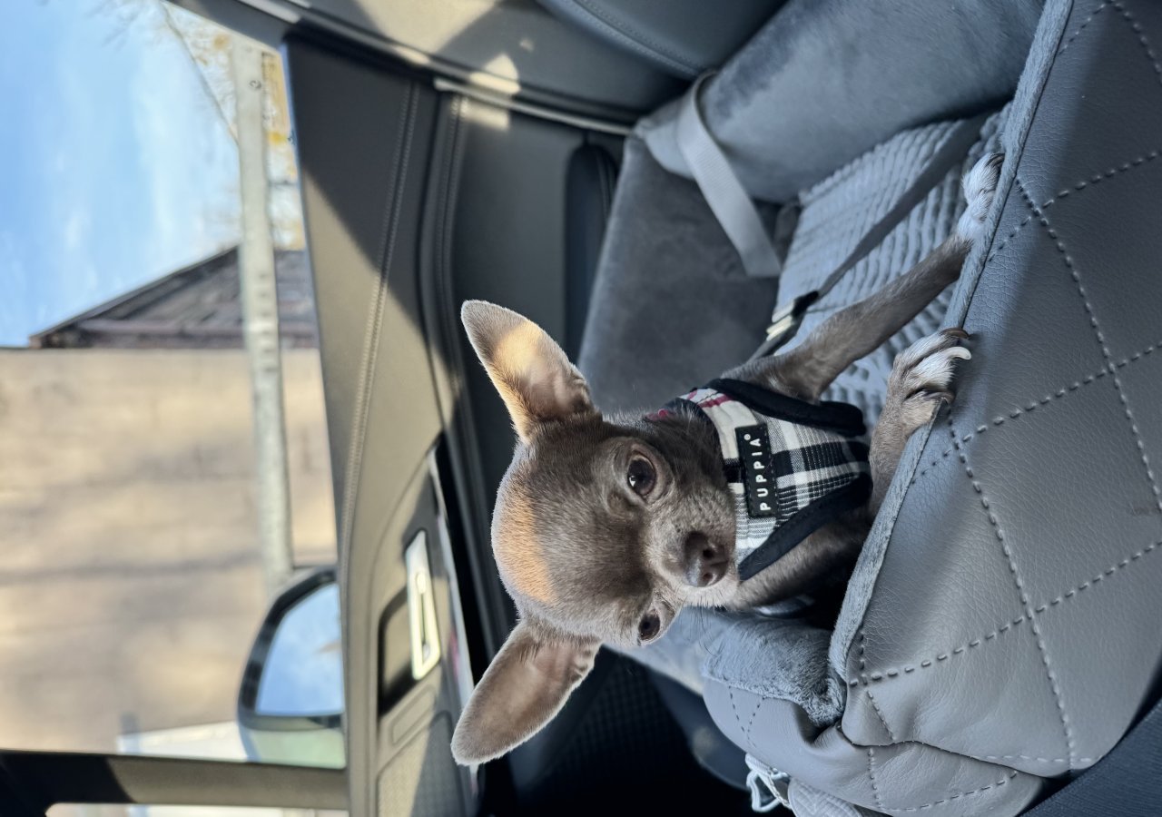 Yuki alt.animals.promo #16