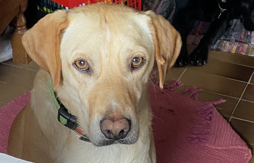 Richi - Pet logo – WORLDPETNET #18