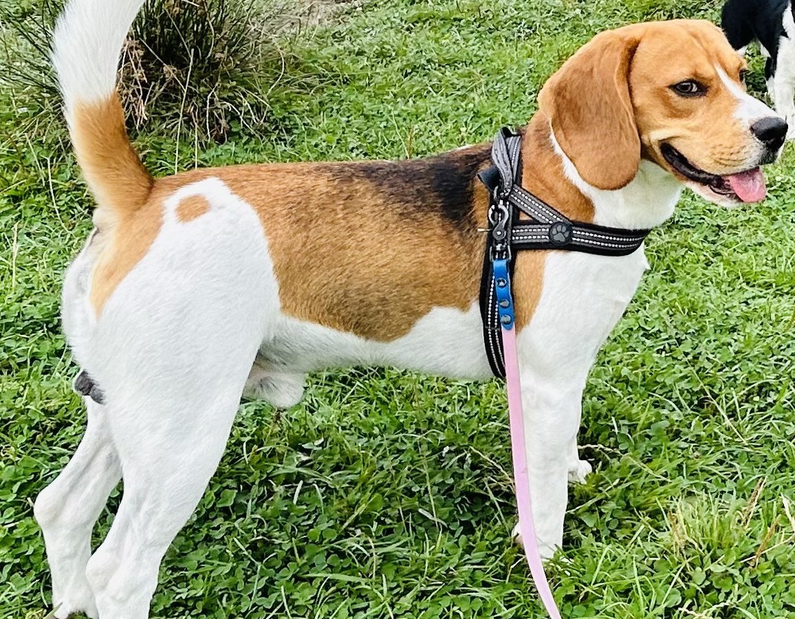 Milo alt.animals.promo #16