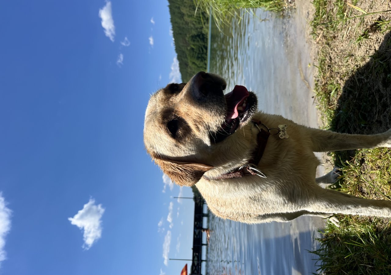 Gaja - Pet logo – WORLDPETNET #17