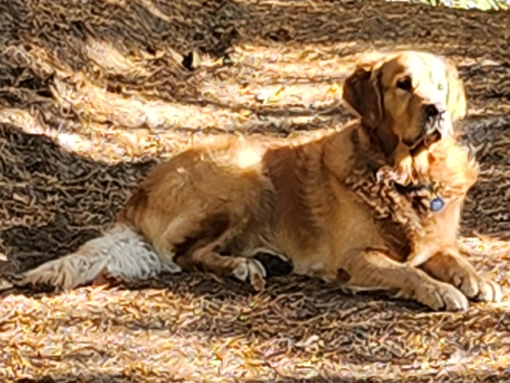 IXON Złoty Graff - RAMBO alt.animals.promo #16