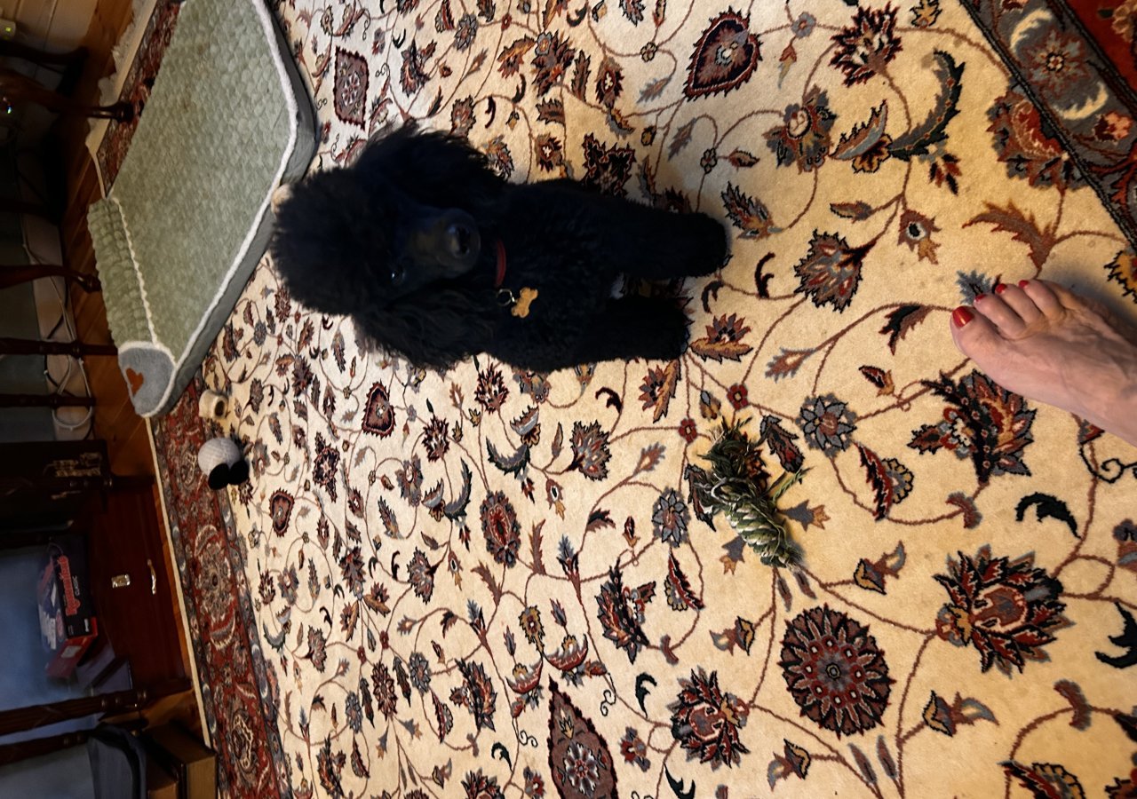 EMI - Pet logo – WORLDPETNET #17