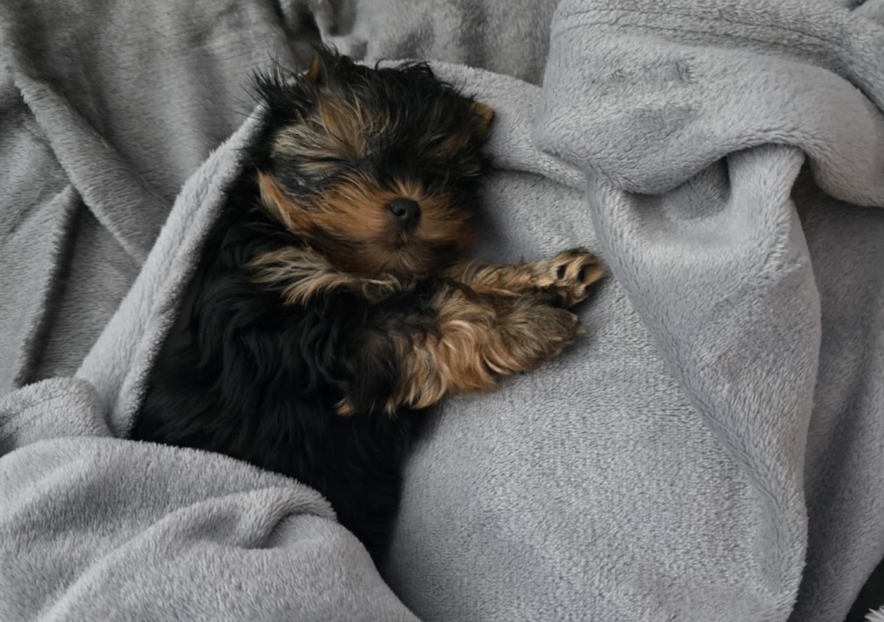 Cody - Pet logo – WORLDPETNET #18