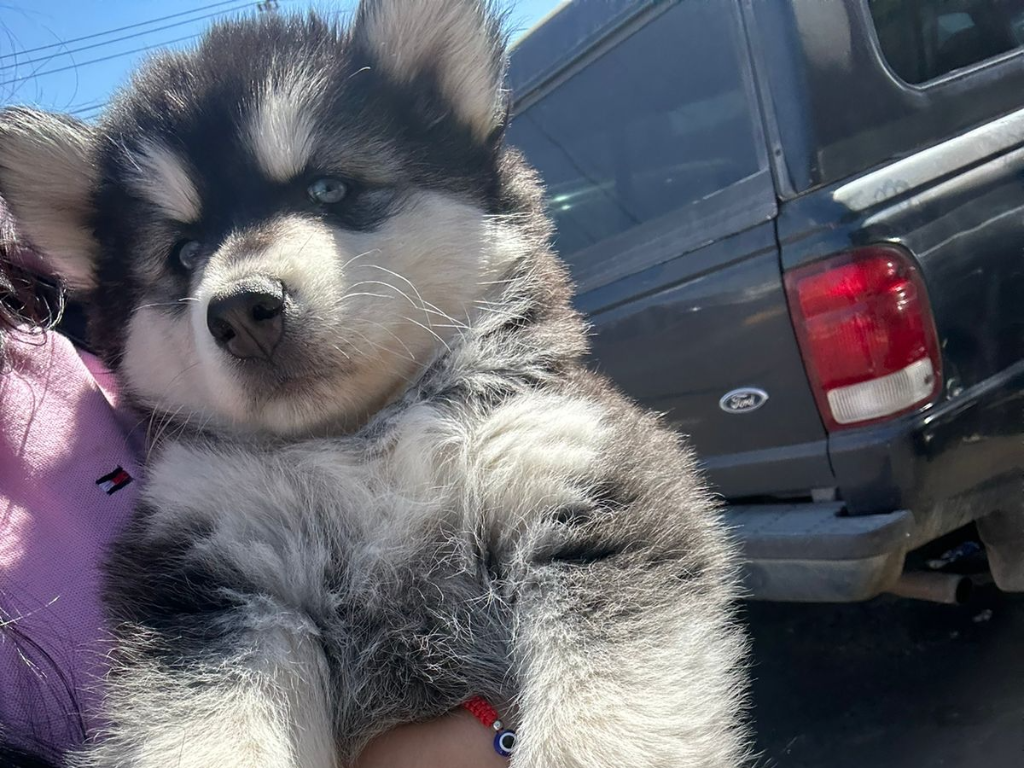 Loraa - Pet logo – WORLDPETNET #18