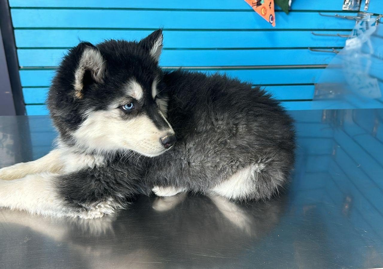 Loraa - Pet logo – WORLDPETNET #17