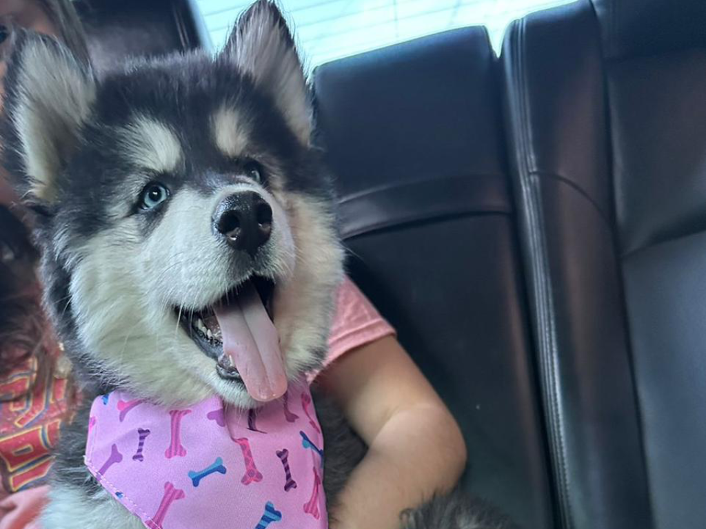 Loraa alt.animals.promo #16