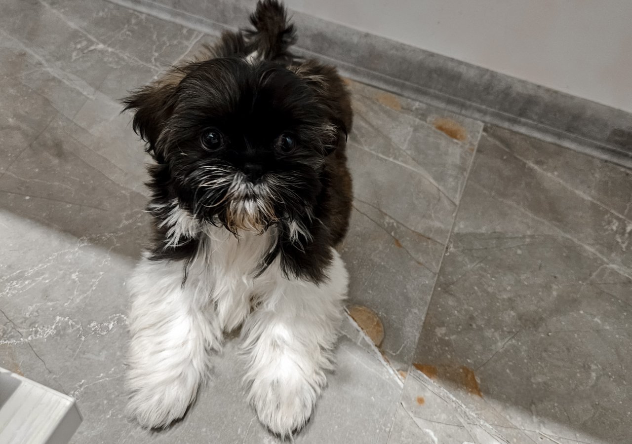 SUZI alt.animals.promo #16