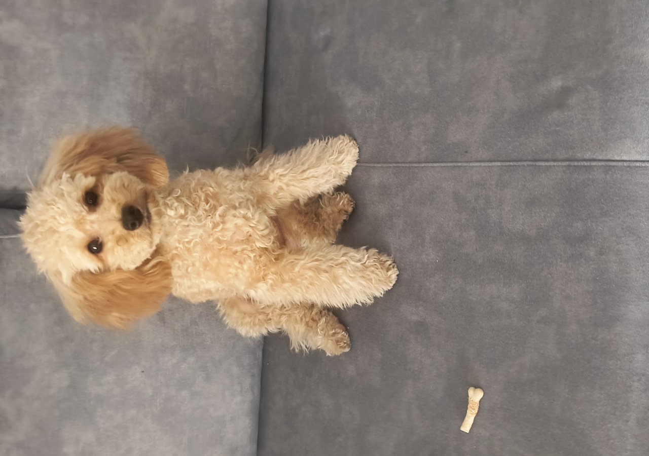 MAILO alt.animals.promo #16