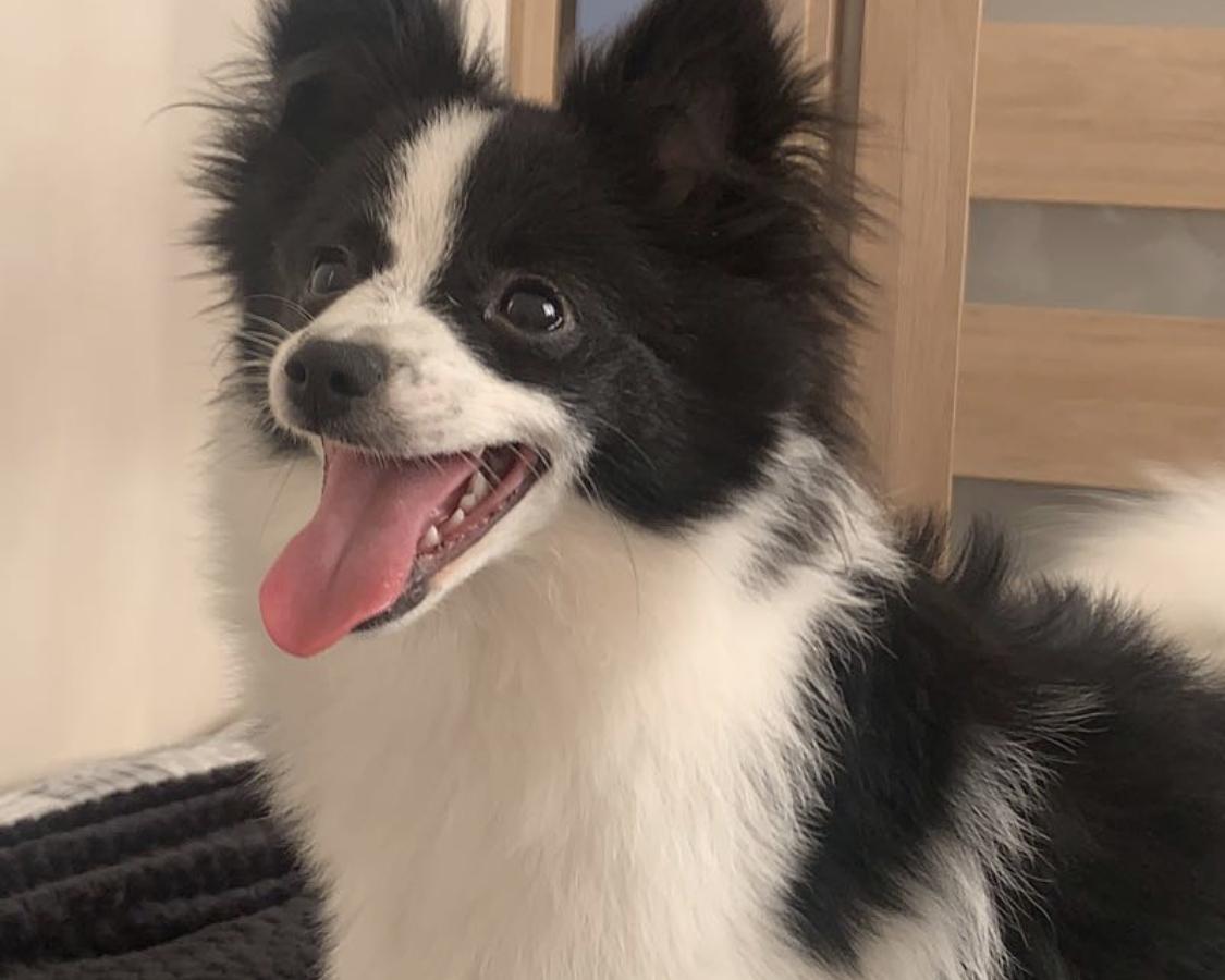 Scooby alt.animals.promo #16