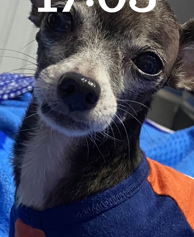 duppy alonzo - Pet logo – WORLDPETNET #17