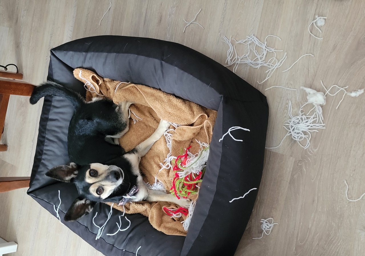 Cela - Pet logo – WORLDPETNET #18