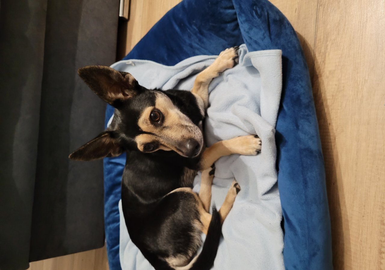 Cela alt.animals.promo #16