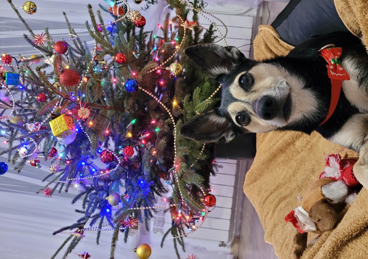 Cela - Pet logo – WORLDPETNET #17