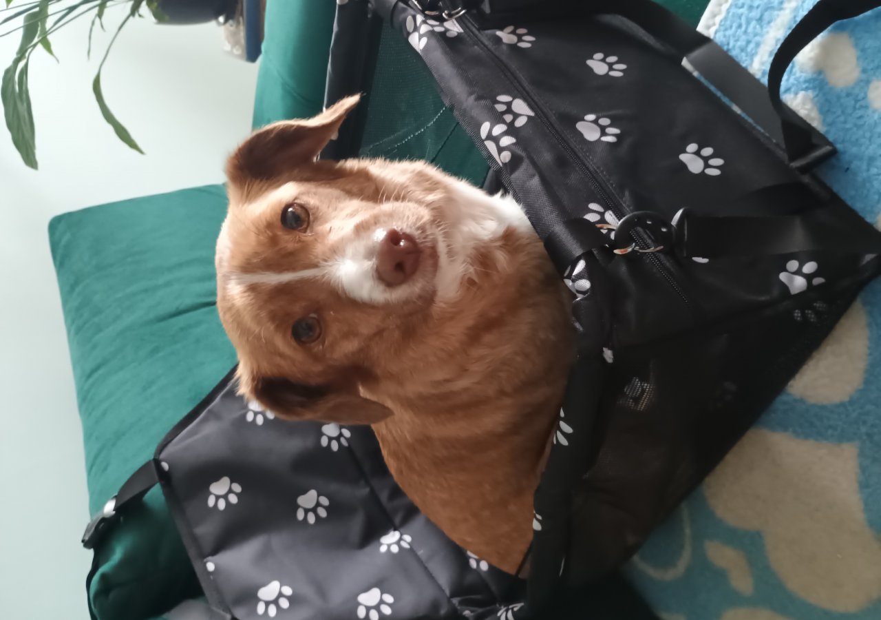 Lolka - Pet logo – WORLDPETNET #18