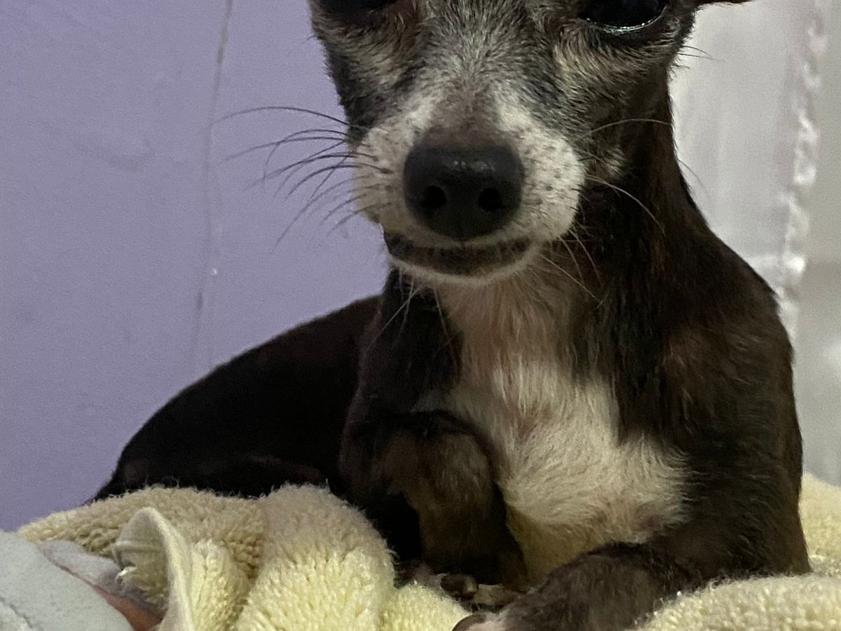 duppy alonzo alt.animals.promo #16