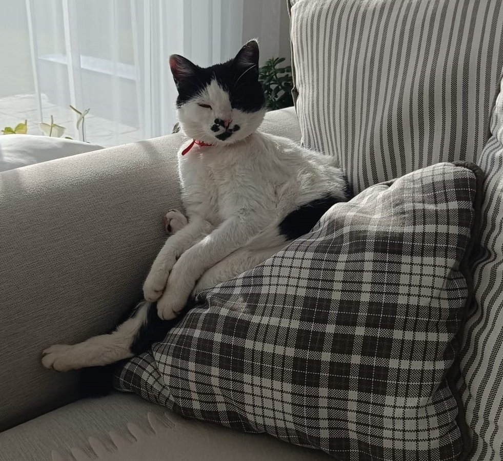 Miecia - Pet logo – WORLDPETNET #17