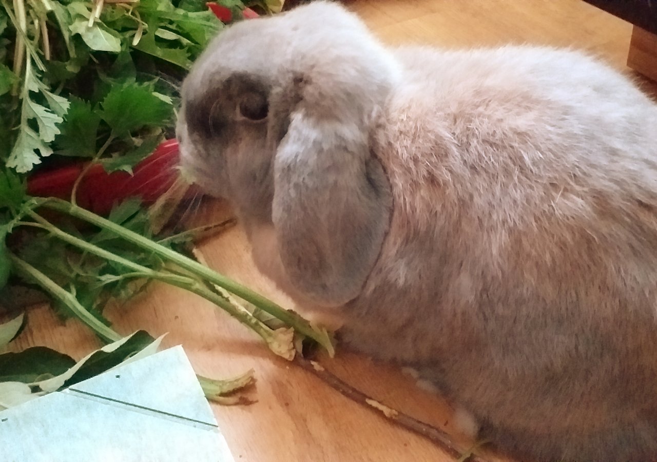 Pusia - Pet logo – WORLDPETNET #17