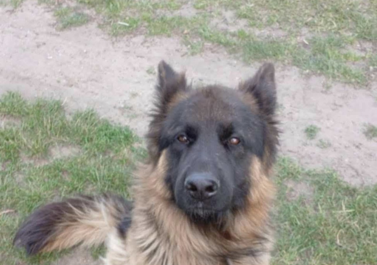 Karo alt.animals.promo #16