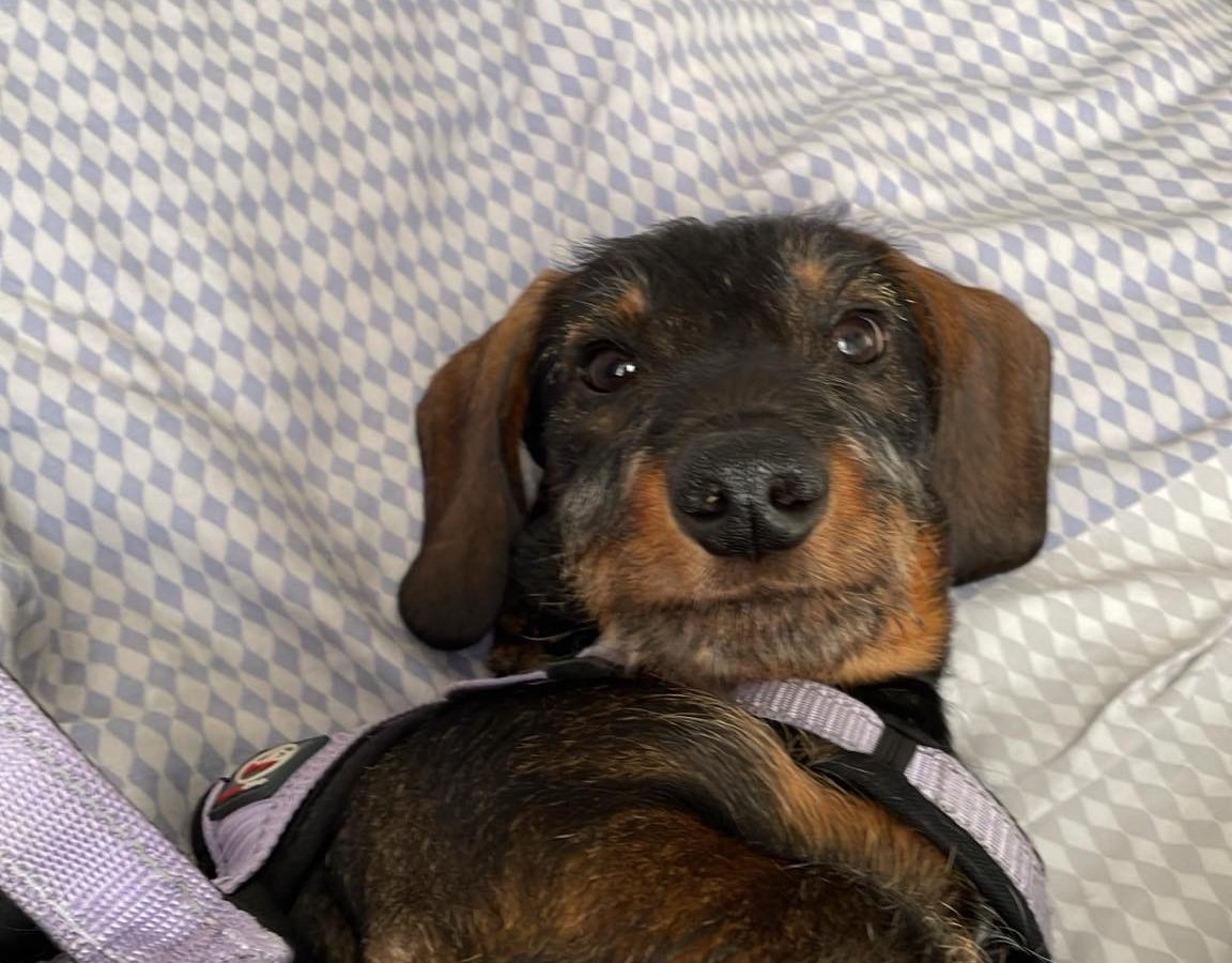 Pankracy alt.animals.promo #16