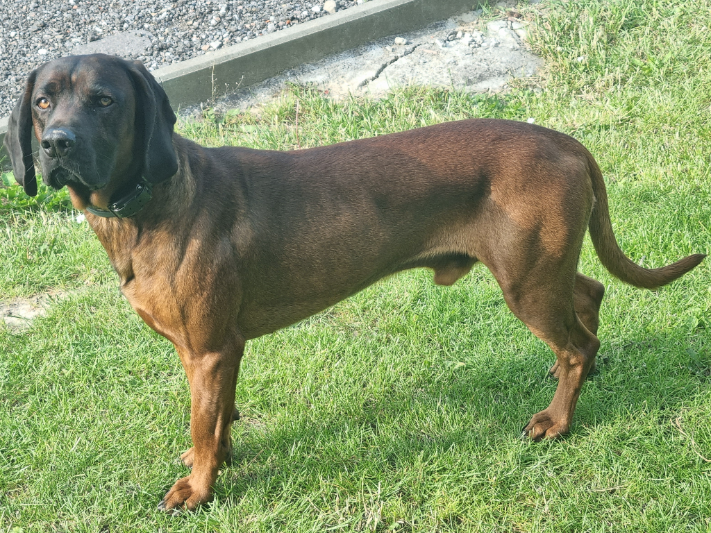 Figo alt.animals.promo #16