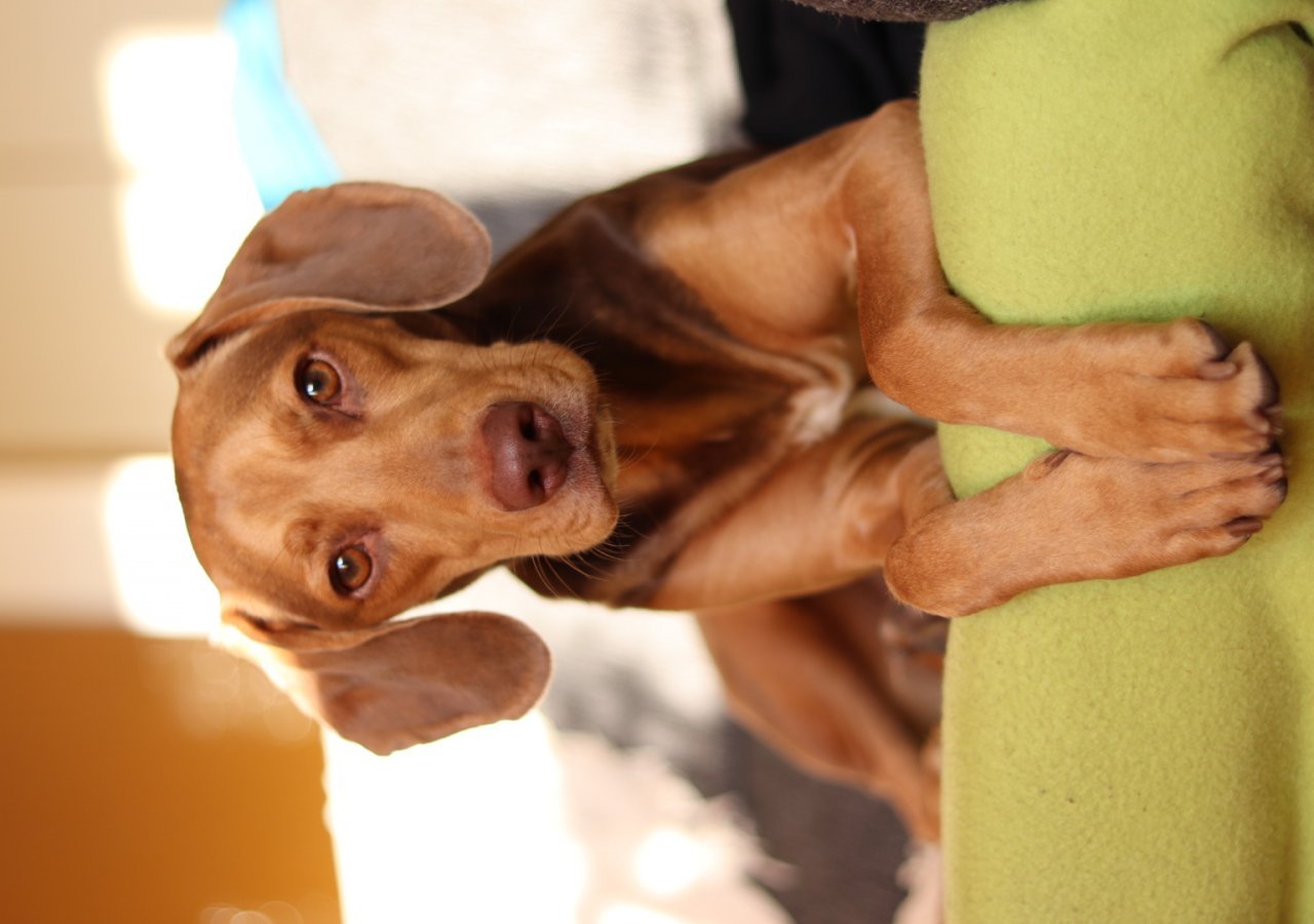 Bombel alt.animals.promo #16