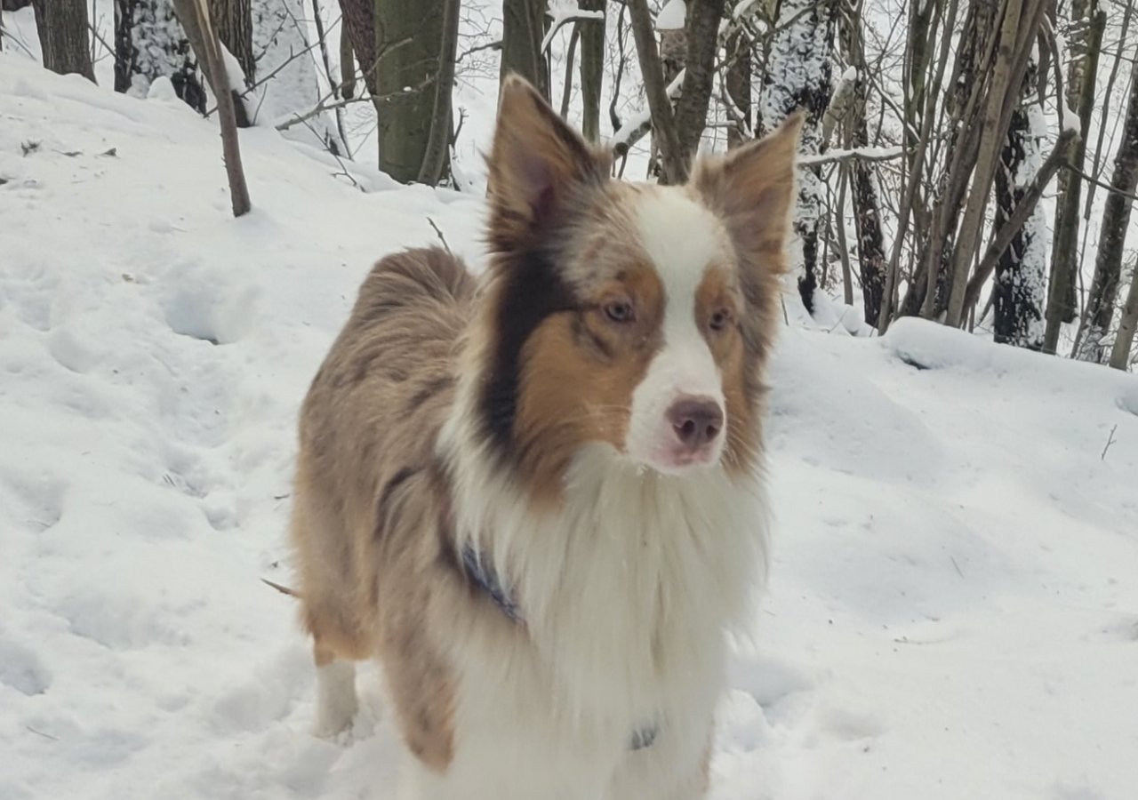 Batat alt.animals.promo #16