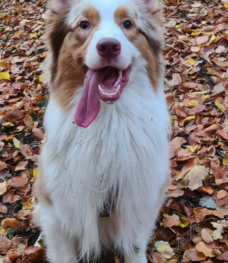 Batat - Pet logo – WORLDPETNET #17